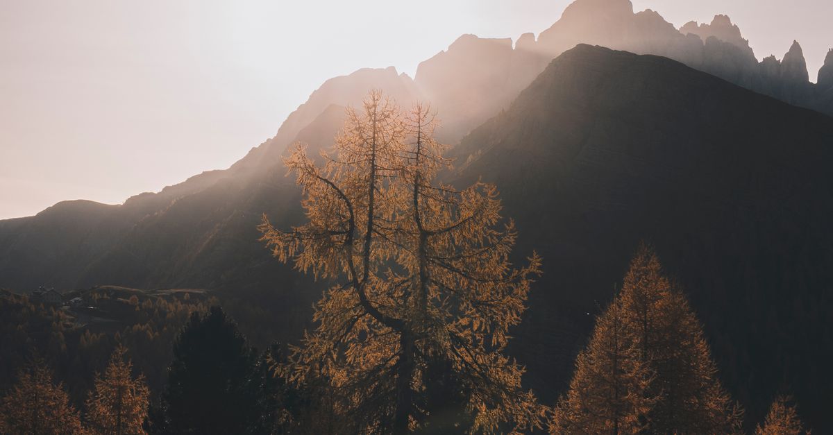 Tree Against Sunlight Photo of Trees Against Sunlight · Free Stock Photo