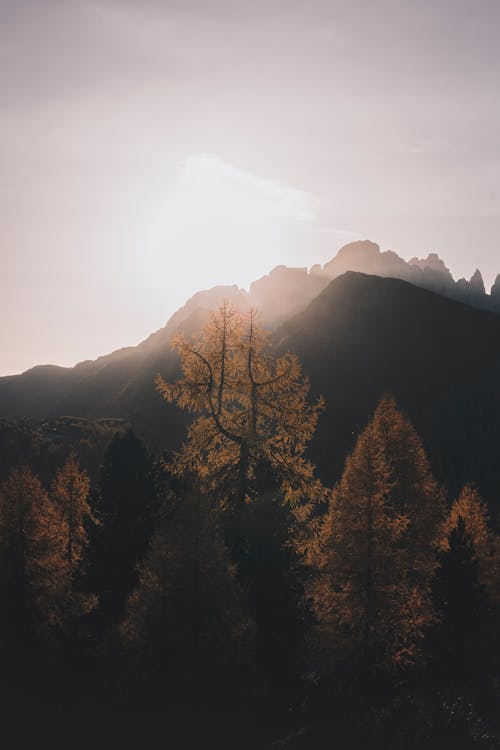 Фотография деревьев на фоне солнечного света
