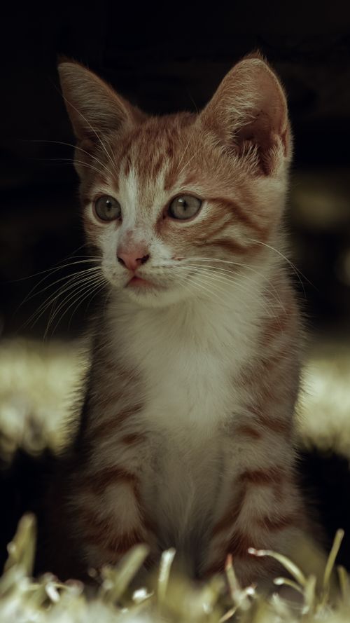 Free A charming ginger kitten sits on a soft surface in gentle light, capturing a tender moment. Stock Photo