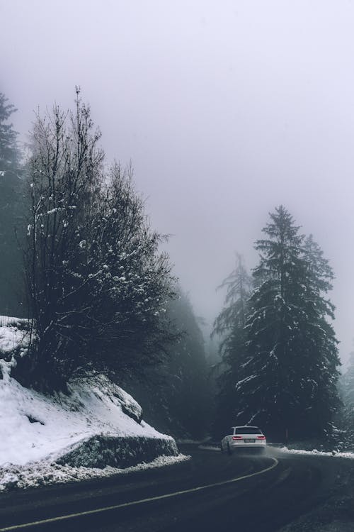 White Car on Roadway Beside Trees