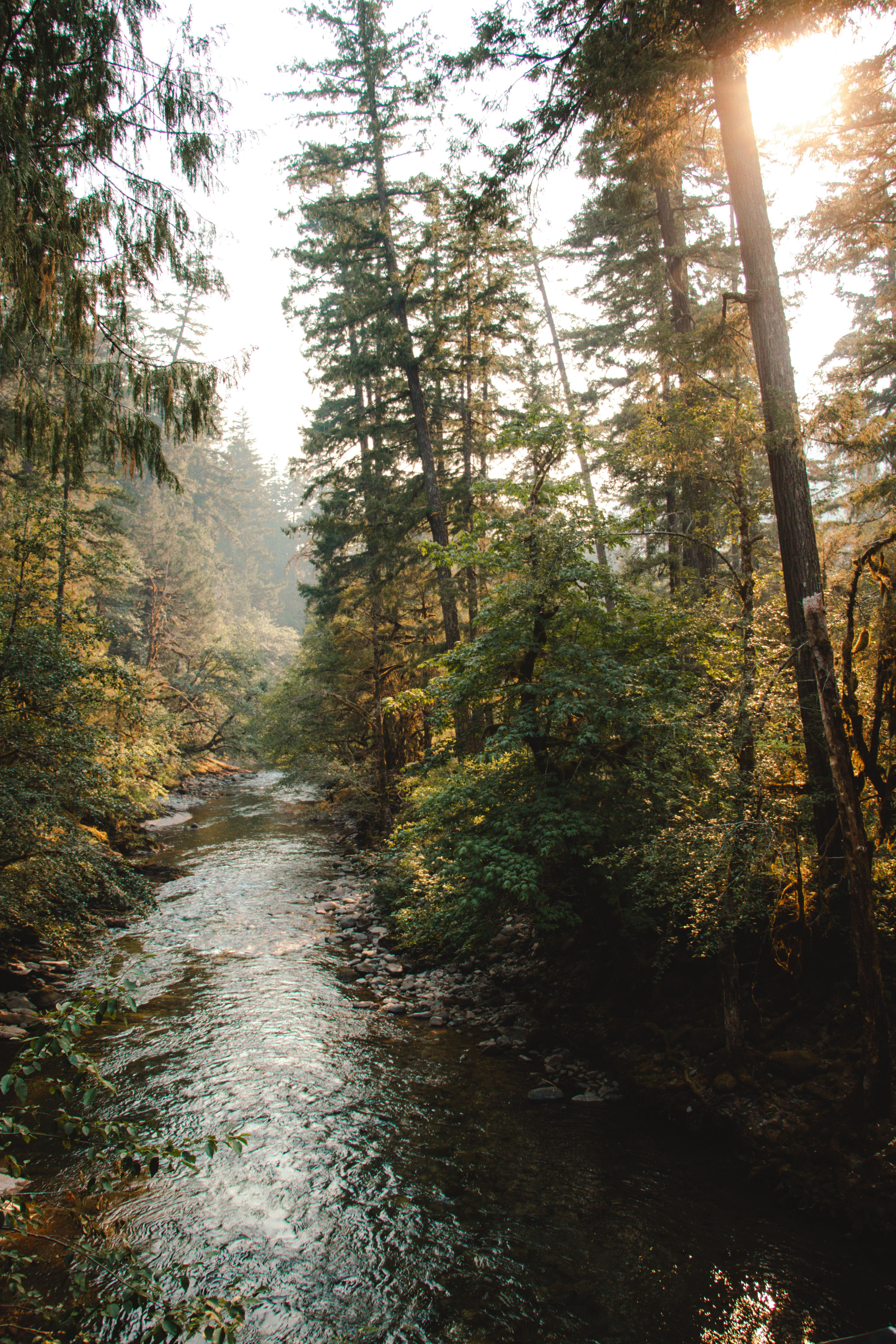 A serene forest river scene bathed in warm sunrise light, surrounded by lush trees.
