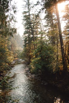 A serene forest river scene bathed in warm sunrise light, surrounded by lush trees.