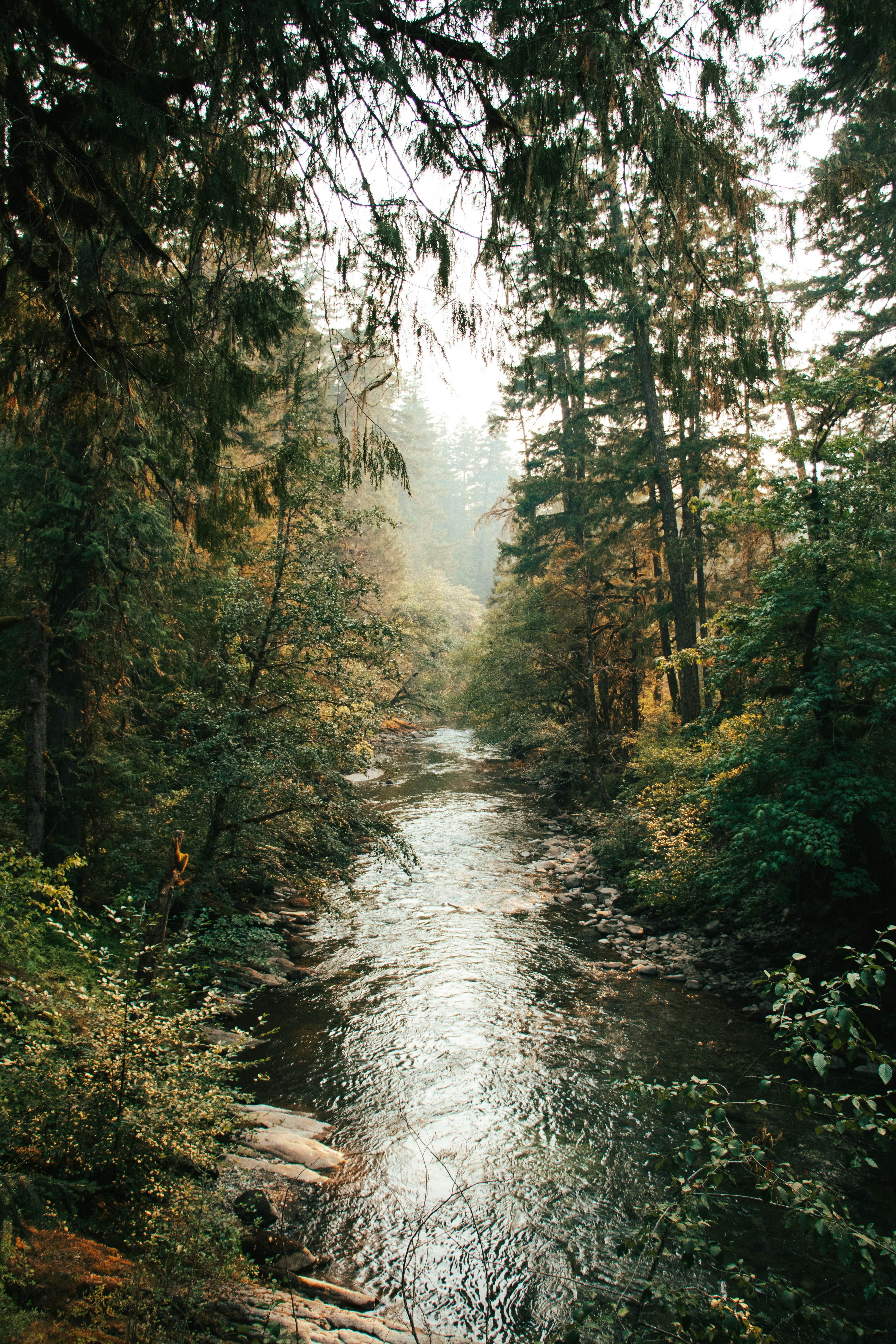 Tranquil river flowing through a lush forest, captured in vibrant autumn tones.