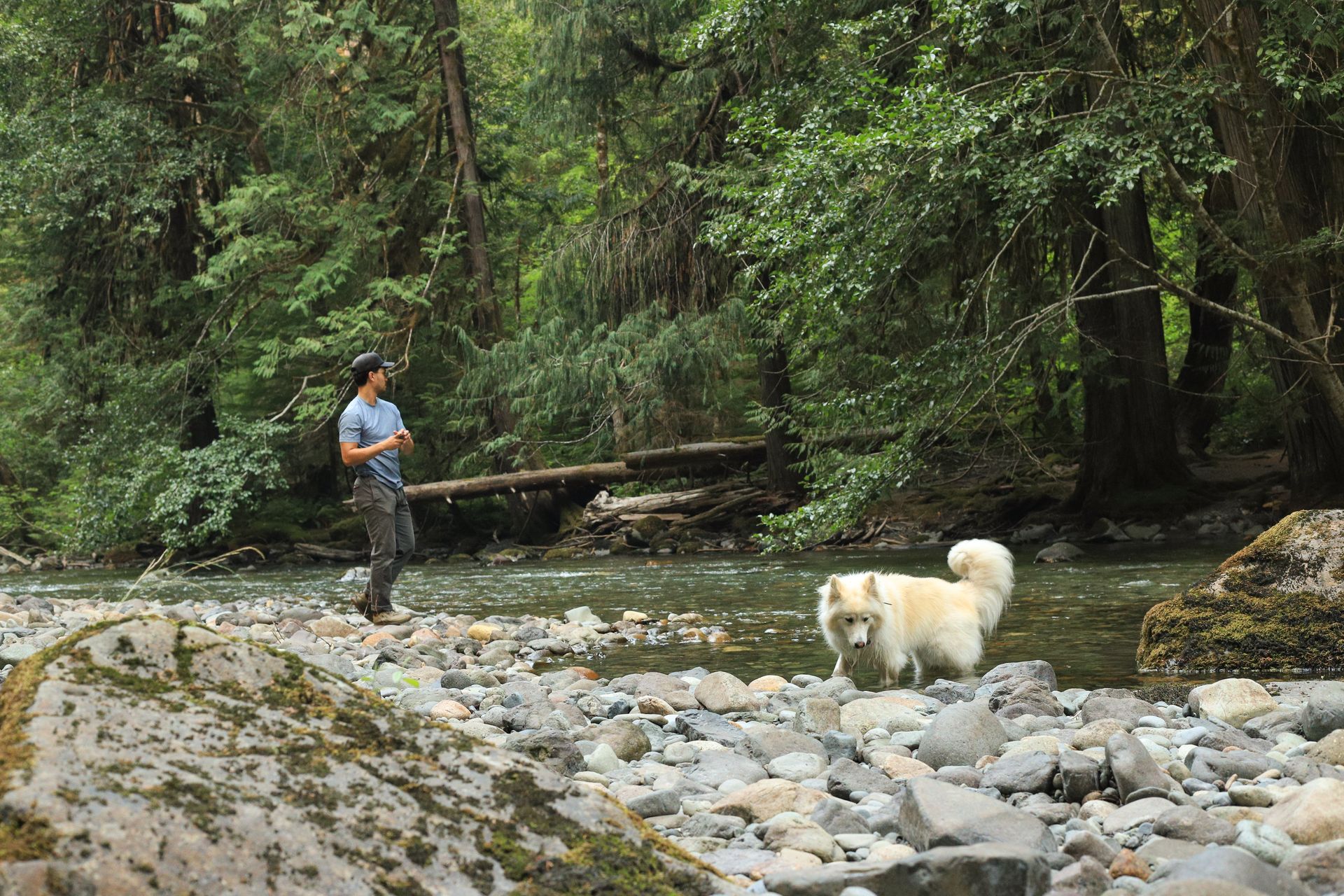 Man with dog by a stream in a lush forest, creating a serene outdoor scene.