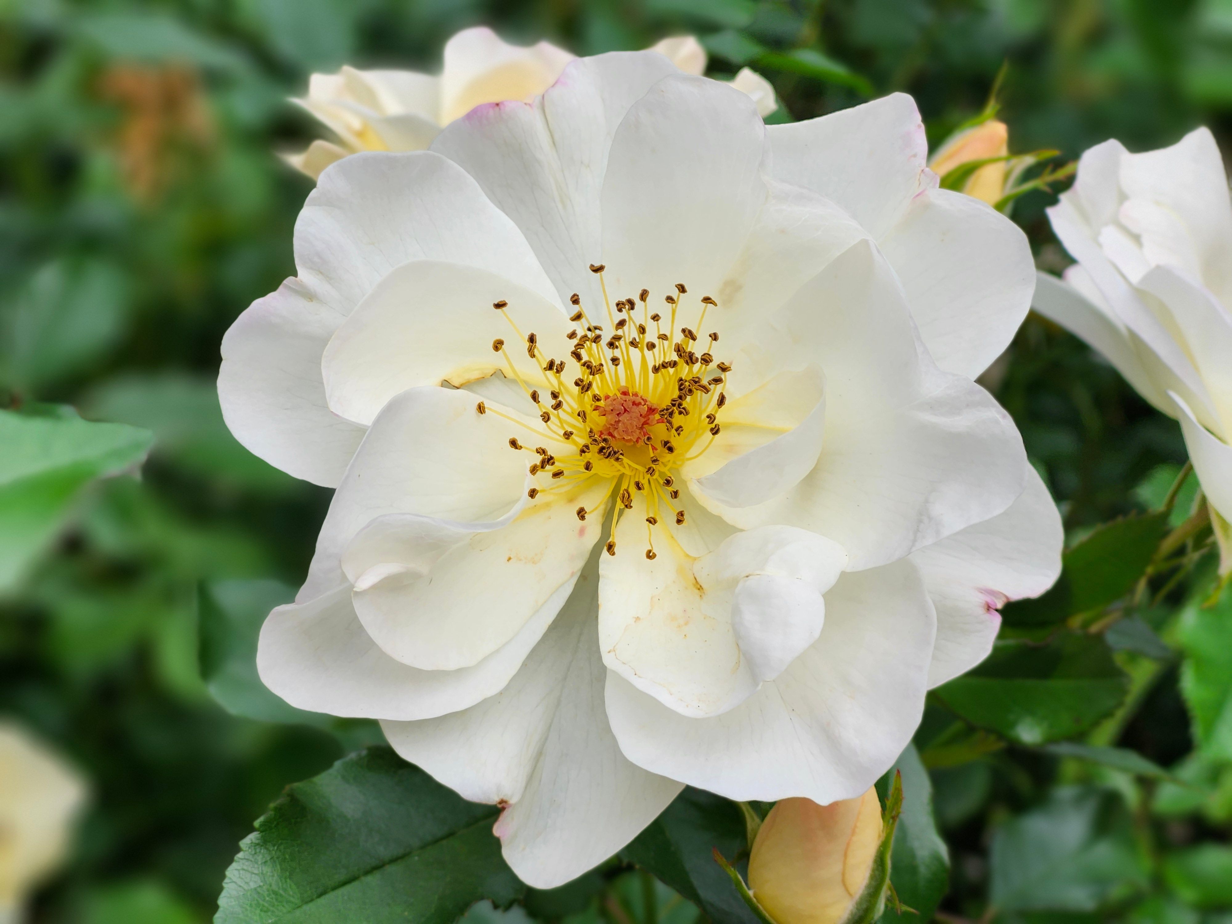 Julie Sprague honored as Bloom Women’s Health Woman of the Month for July — Photo by Alex Ohan on Pexels