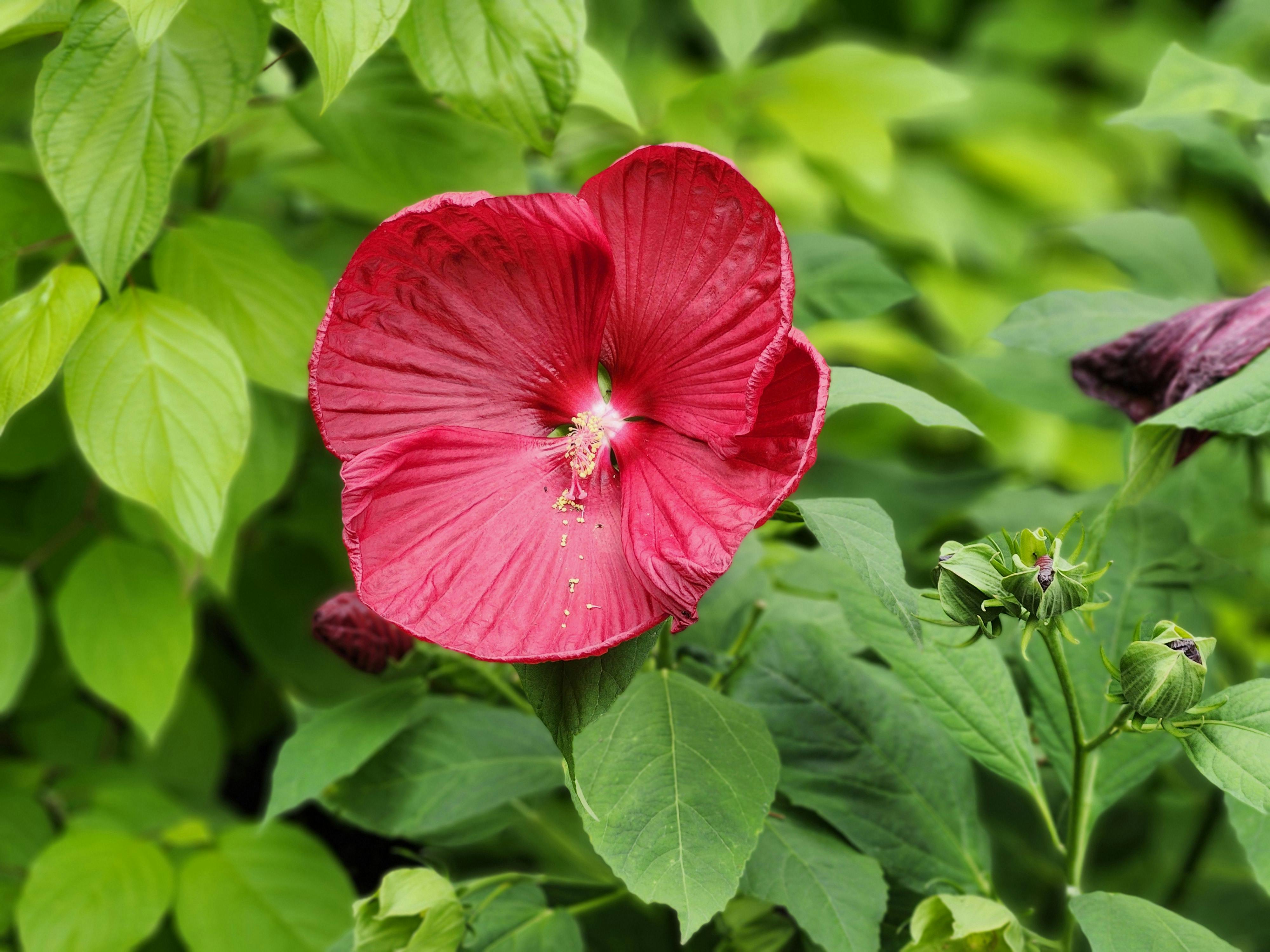 Close-up of a blooming red hibiscus flower surrounded by lush green leaves in Toronto.