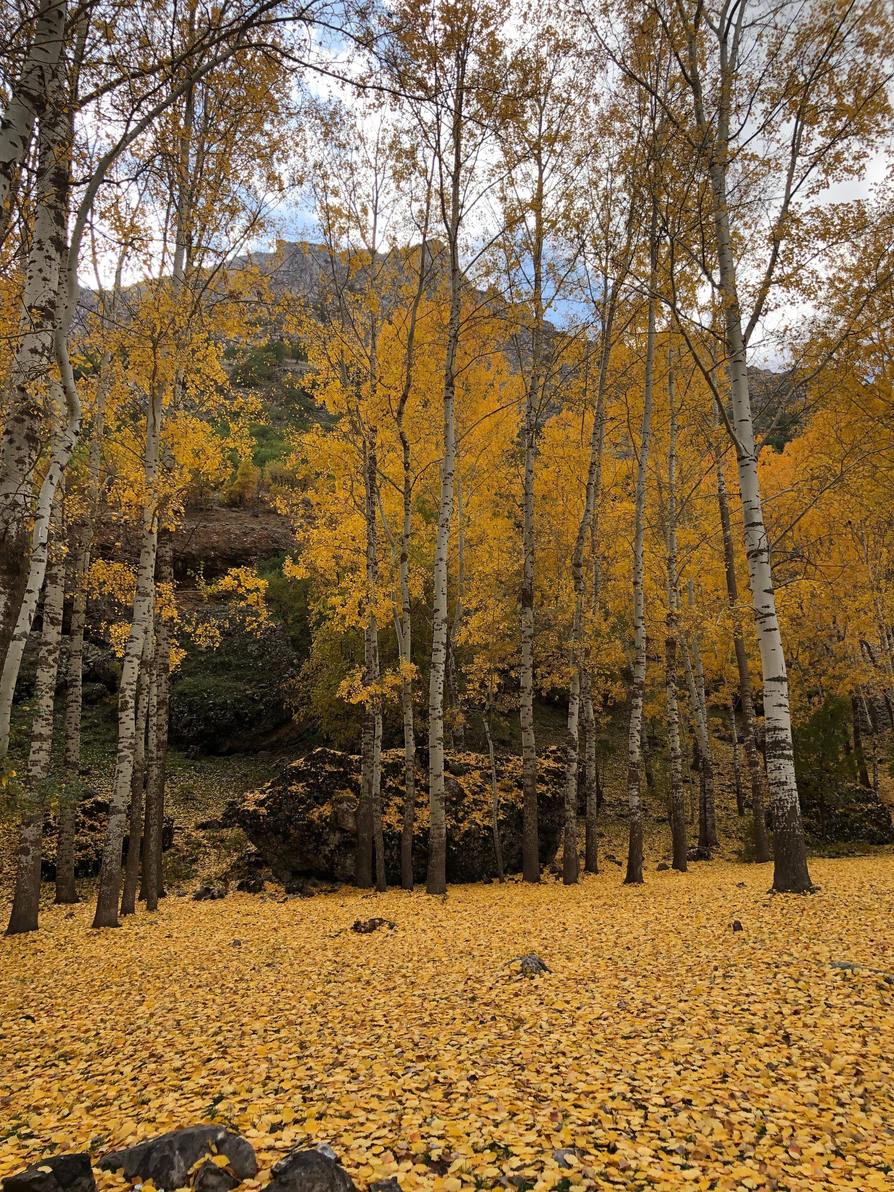 Golden Autumn Forest with Tall Birch Trees · Free Stock Photo