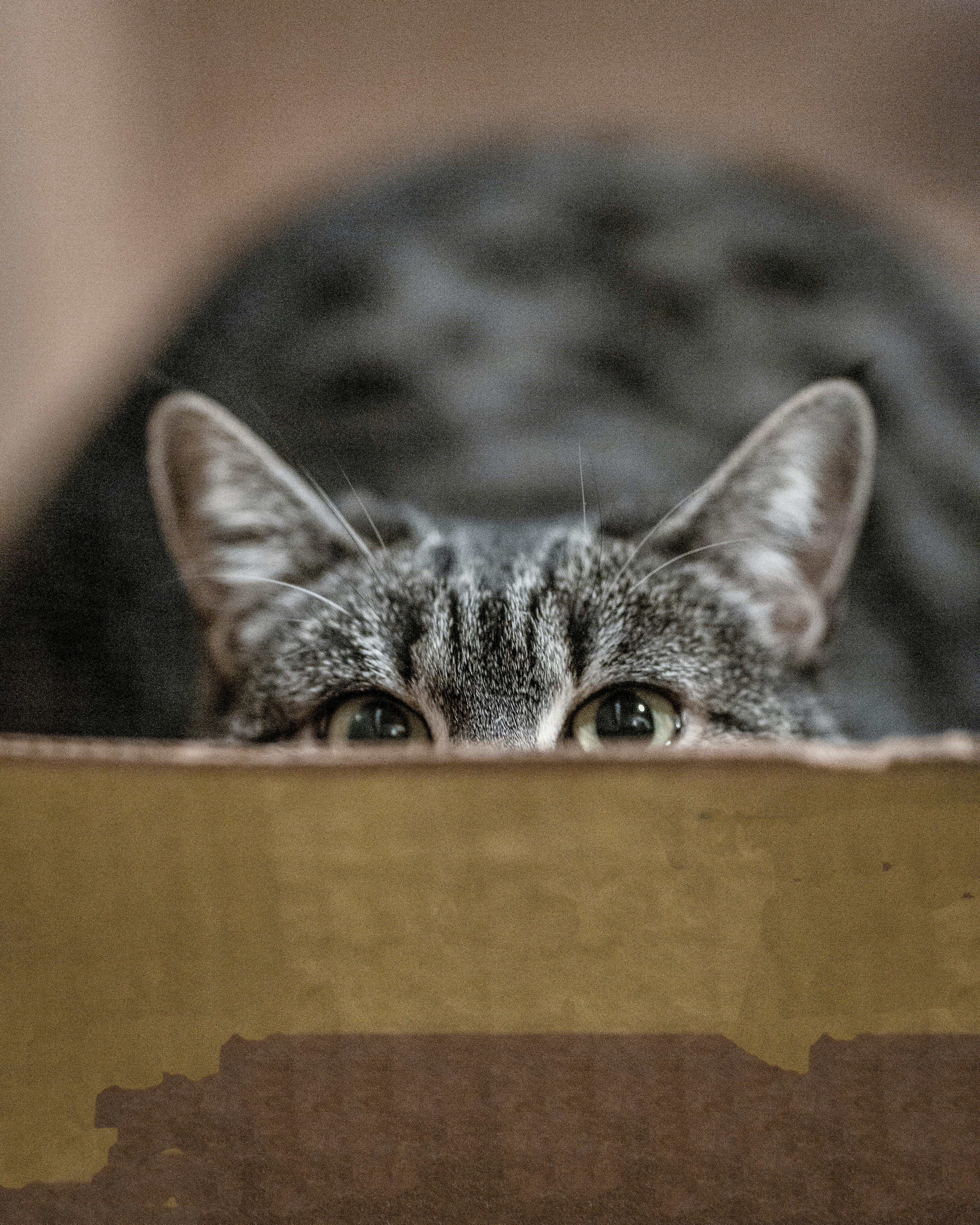 shallow focus photography of gray cat in box