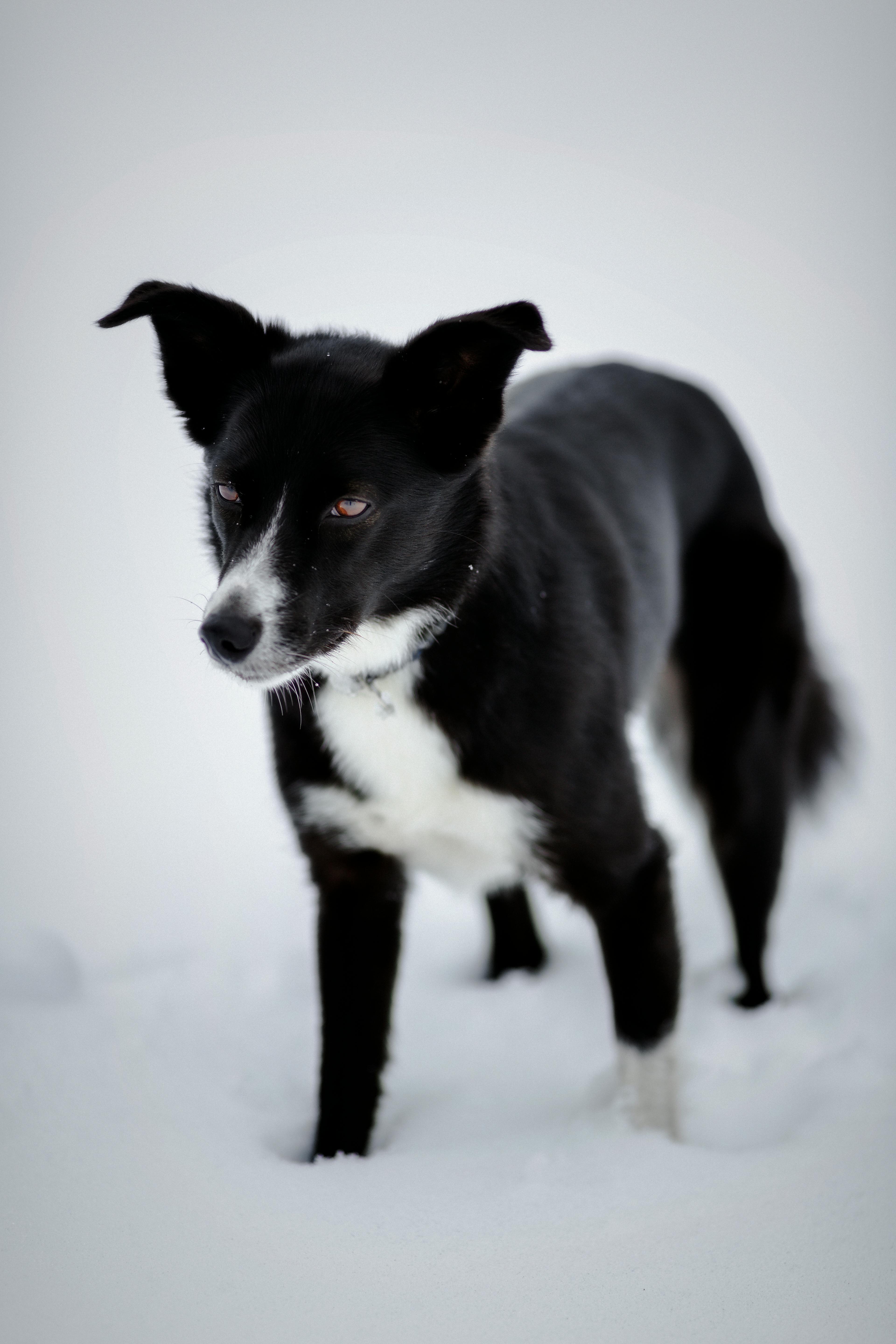 Black And White Short Coated Dog Free Stock Photo