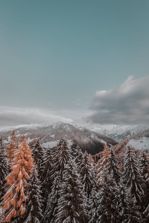 Foto d'estoc gratuïta de a l'aire lliure, arbres, avets