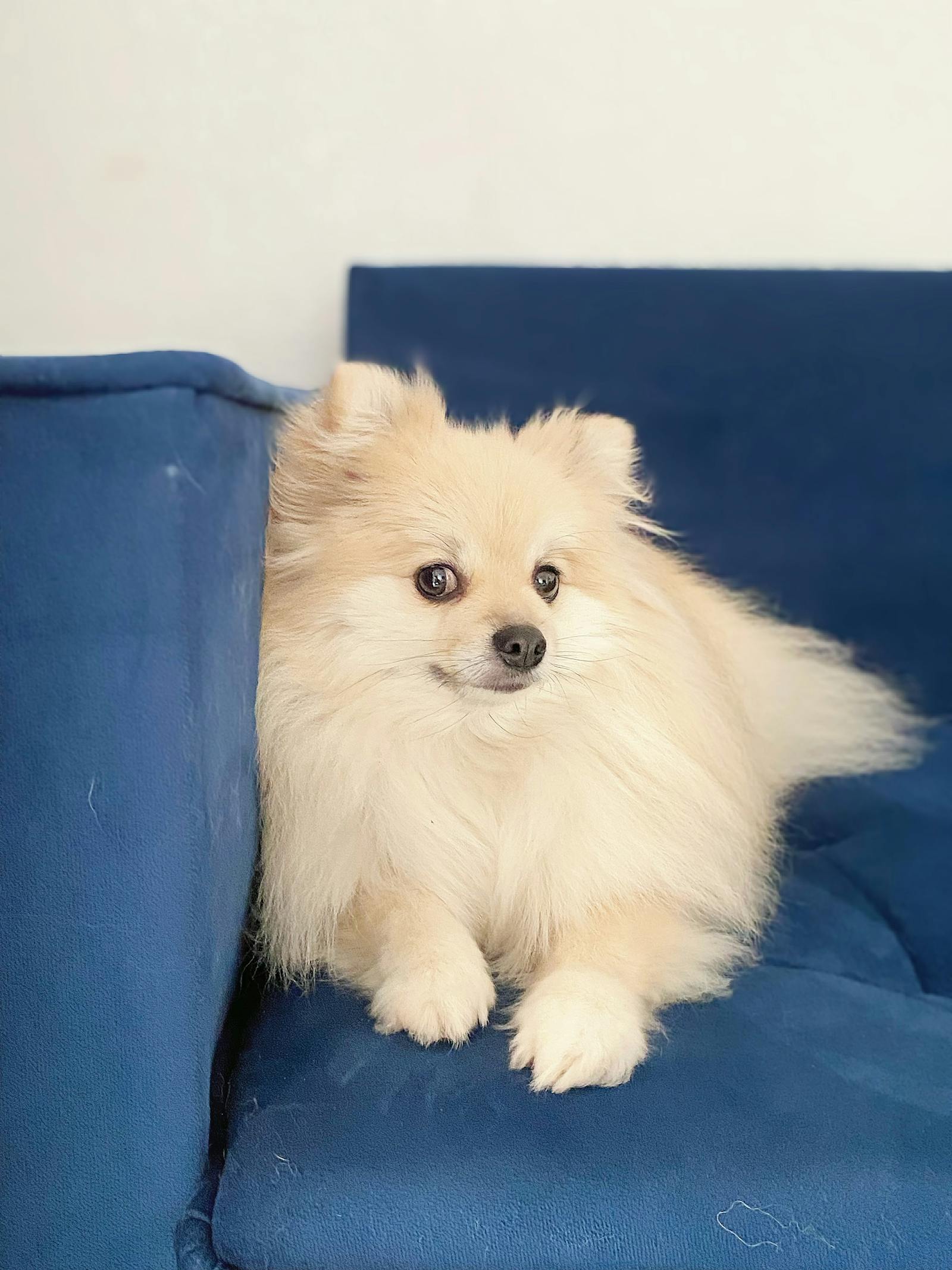 Lap+Dance+Gifs Photos, Download The BEST Free Lap+Dance+Gifs Stock Photos & HD Images