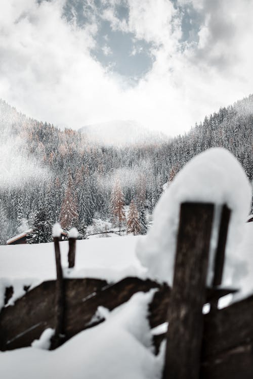 Schneebedeckte Grüne Bäume