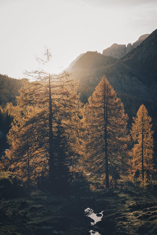 Ilmainen kuvapankkikuva tunnisteilla 4k taustakuva, aamu, auringon säteet