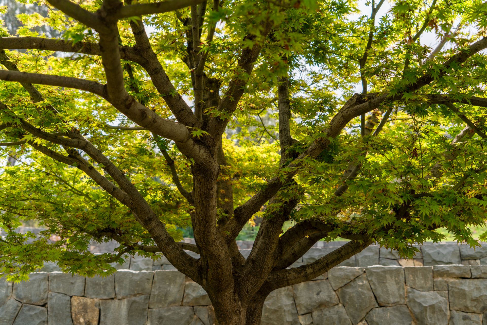Japanese maple