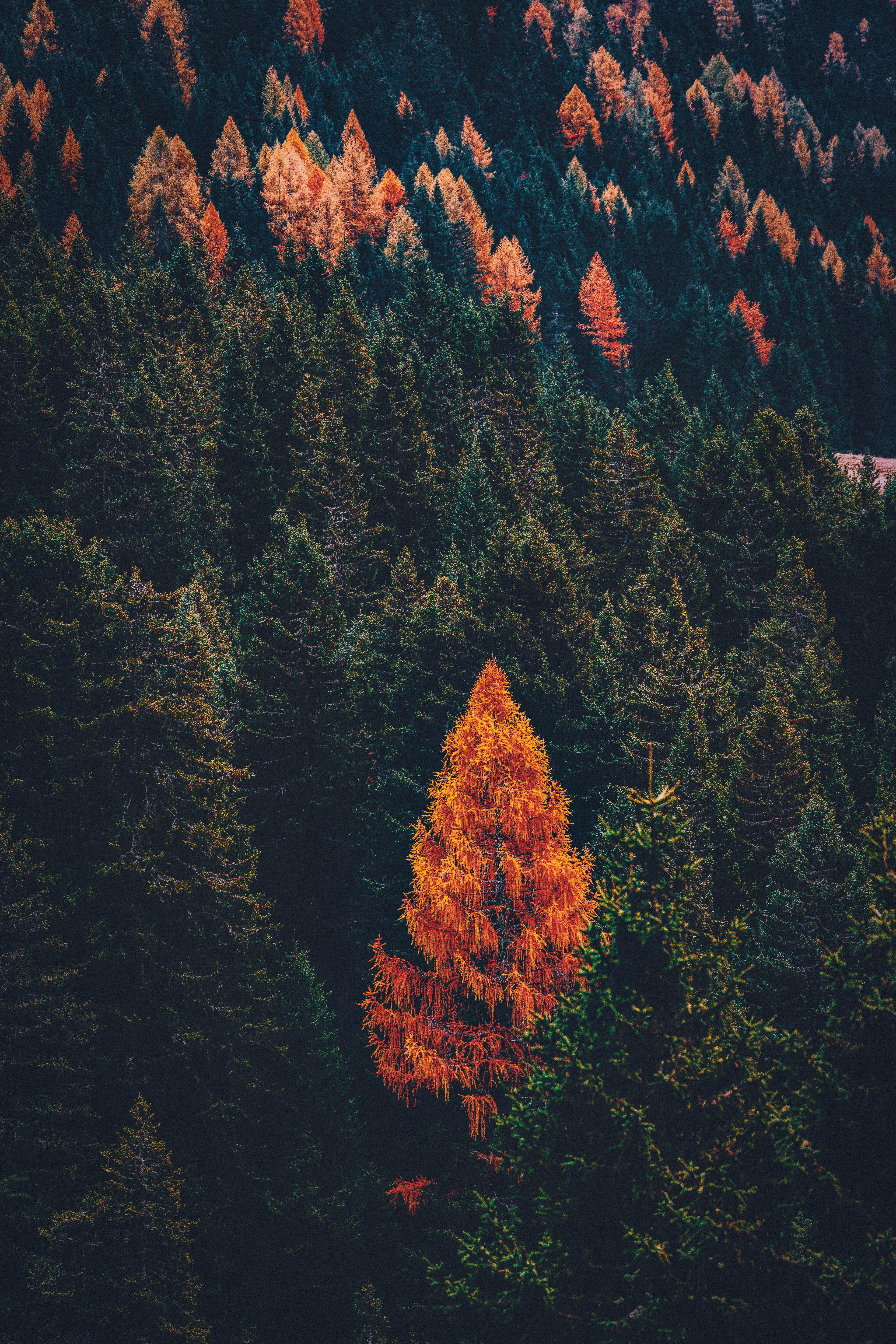 green and brown trees on mountain
