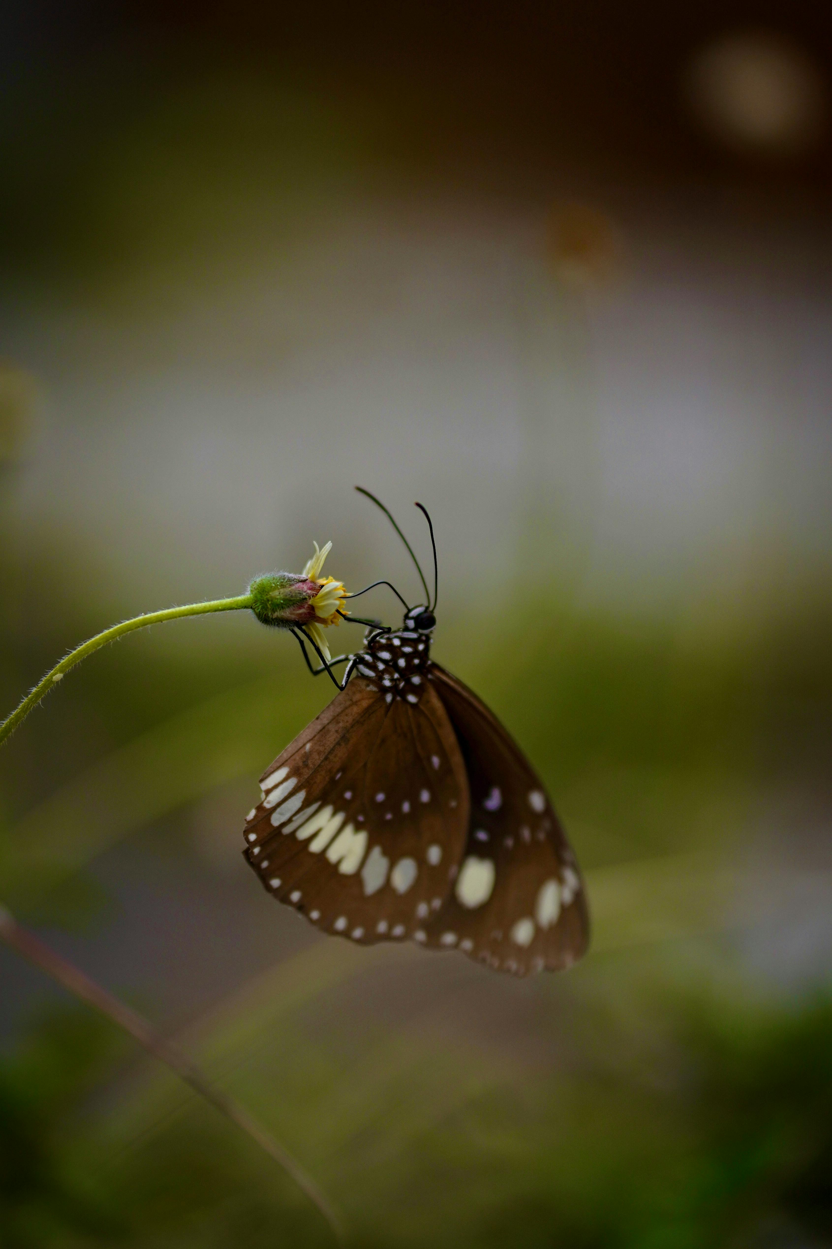 Brown butterfly perched on a flower with a blurred green background, showcasing nature's beauty.