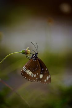 Brown butterfly perched on a flower with a blurred green background, showcasing nature's beauty.