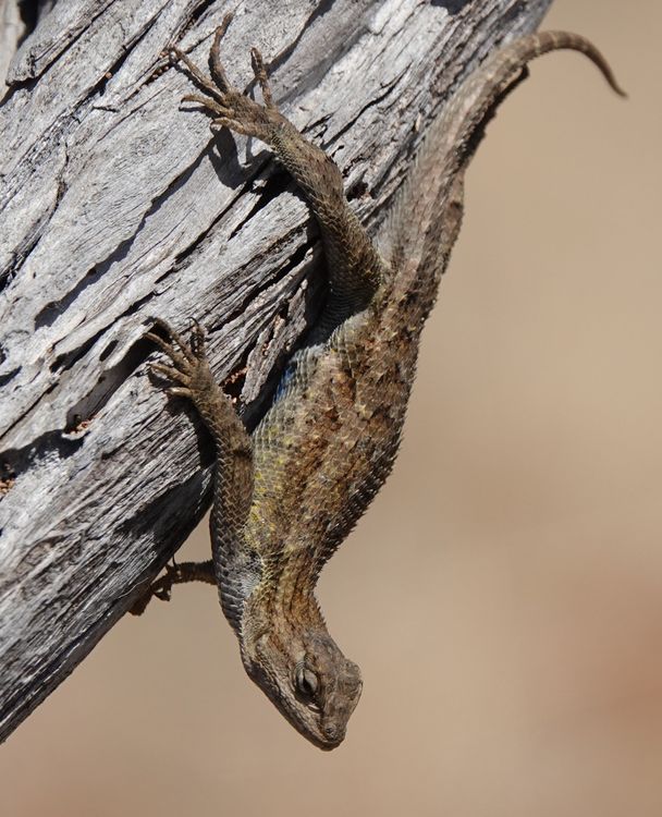 Western Fence Lizard on Tree in Goleta, California · Free Stock Photo