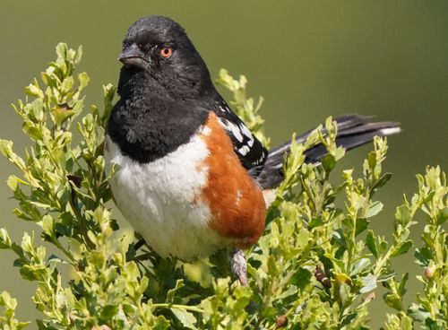 Free A Spotted Towhee bird perched amidst vibrant foliage in Goleta, California. Stock Photo
