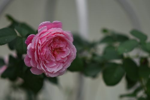 Free Beautiful close-up of a vibrant pink rose with lush green leaves, showcasing natural elegance. Stock Photo