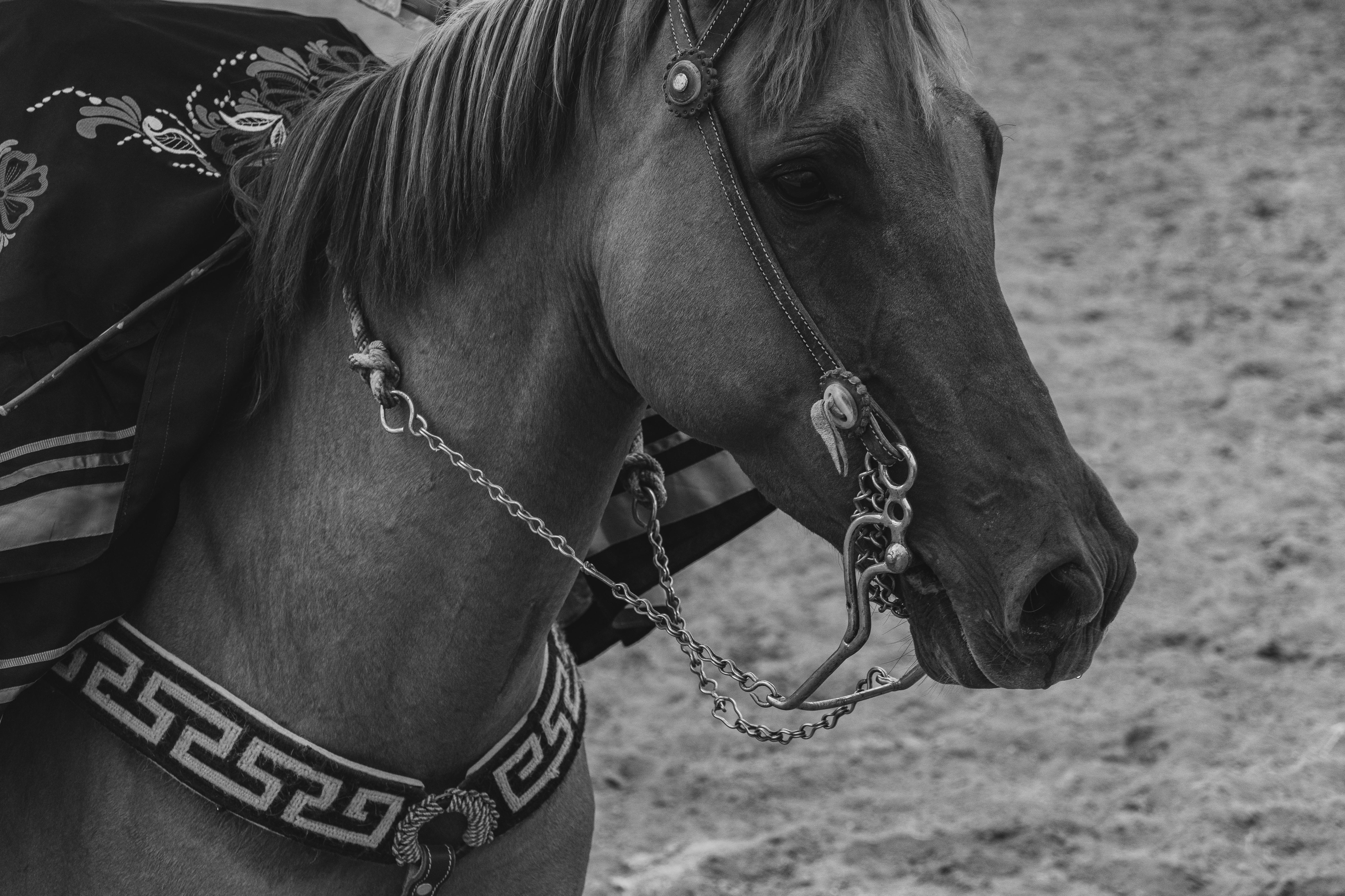 Black and white close-up of a horse in San Juan Tizahuapan, Hidalgo, Mexico.