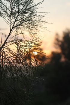 Dew-kissed tree branch silhouetted against a tranquil sunset.