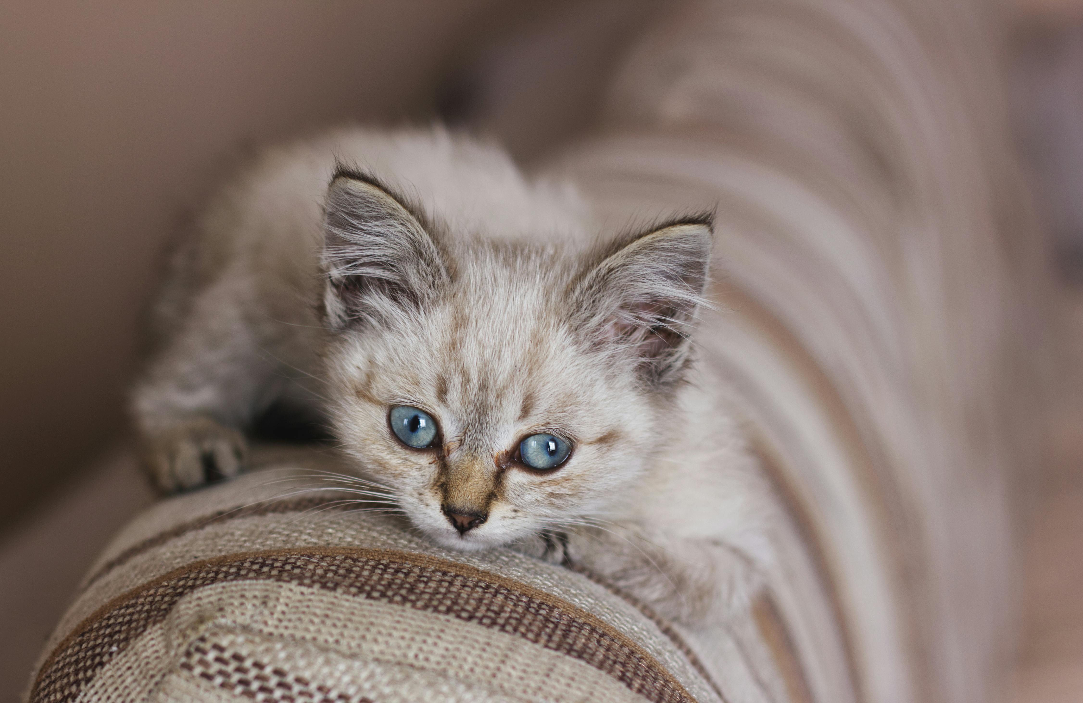 pet care pet safety — Photo by Primitive Spaces on Pexels