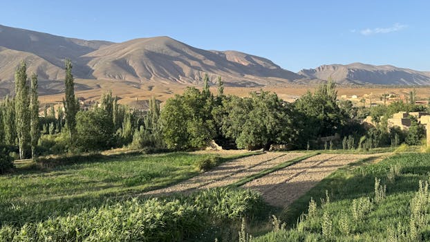 Sunlit Moroccan farmland with lush trees and mountain backdrop under a clear blue sky.