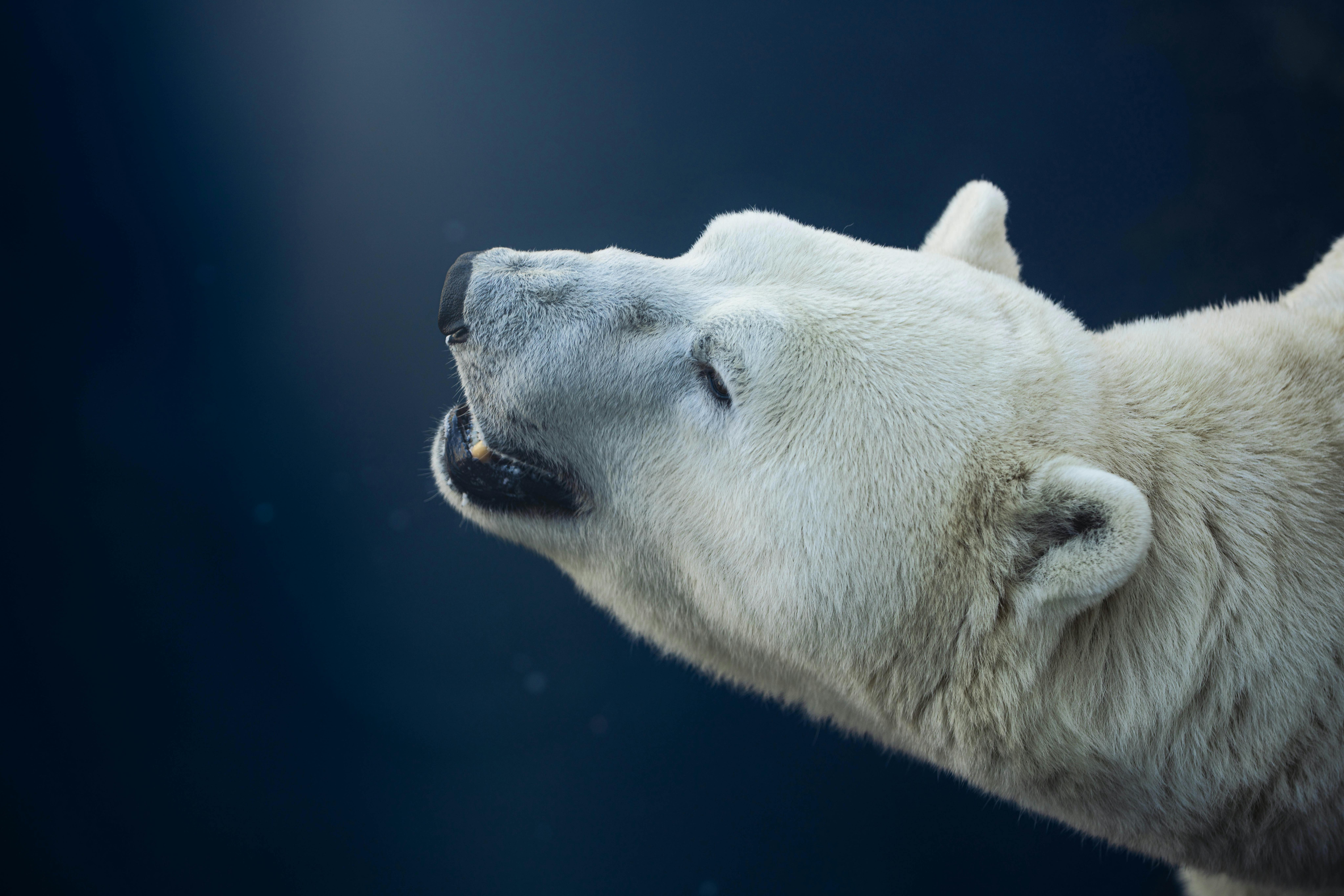 Understanding Identity Politics and Political Polarization