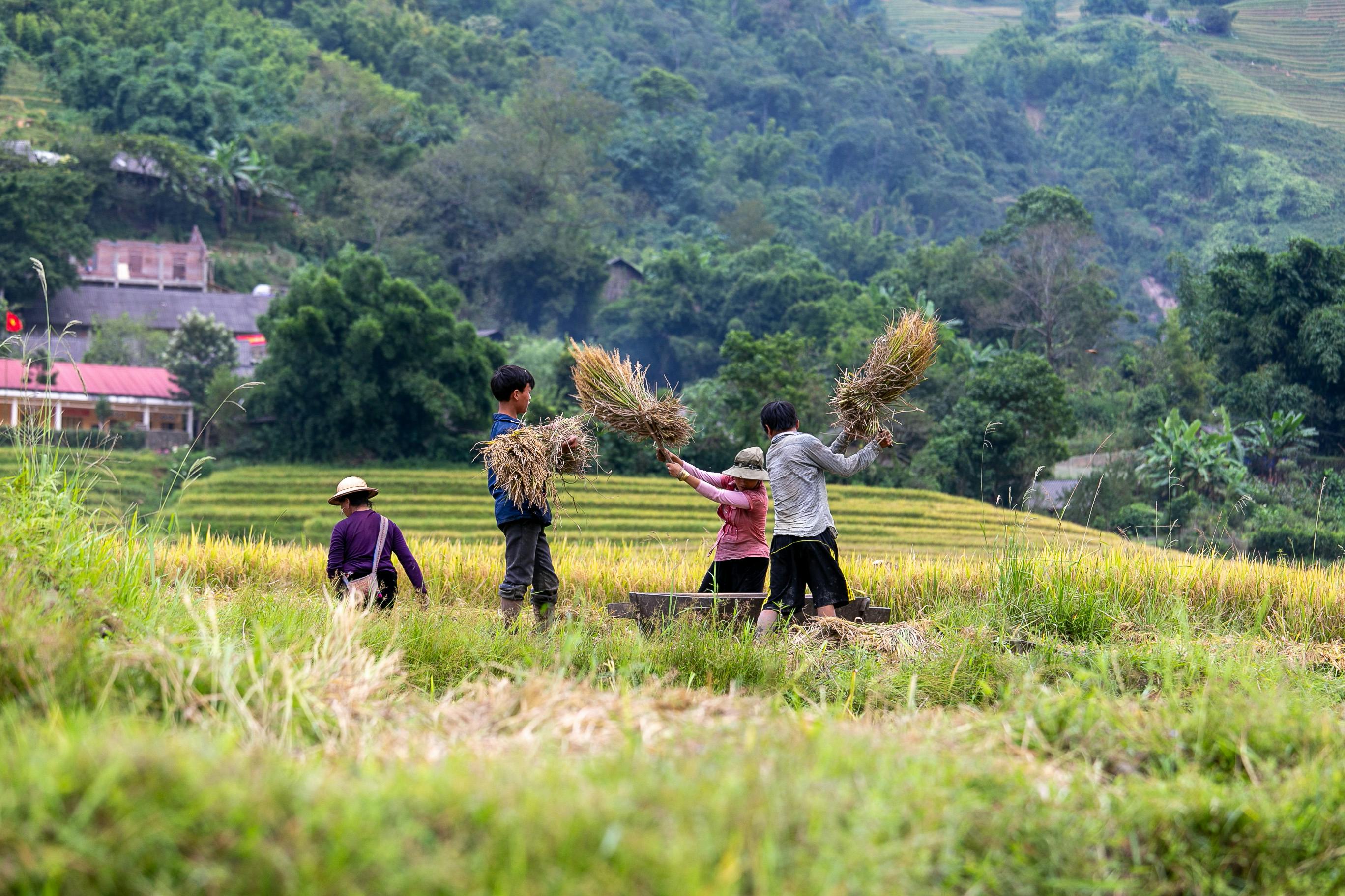 Farmers working in vibrant rice terraces during harvest in Lào Cai, Vietnam, showcasing rural life and culture.