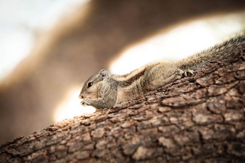 Free Close-up of an Indian Palm Squirrel resting peacefully on a tree bark in a natural setting. Stock Photo