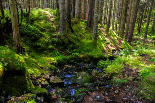 Free A tranquil forest scene with vibrant green moss and a clear stream flowing through tall trees. Stock Photo