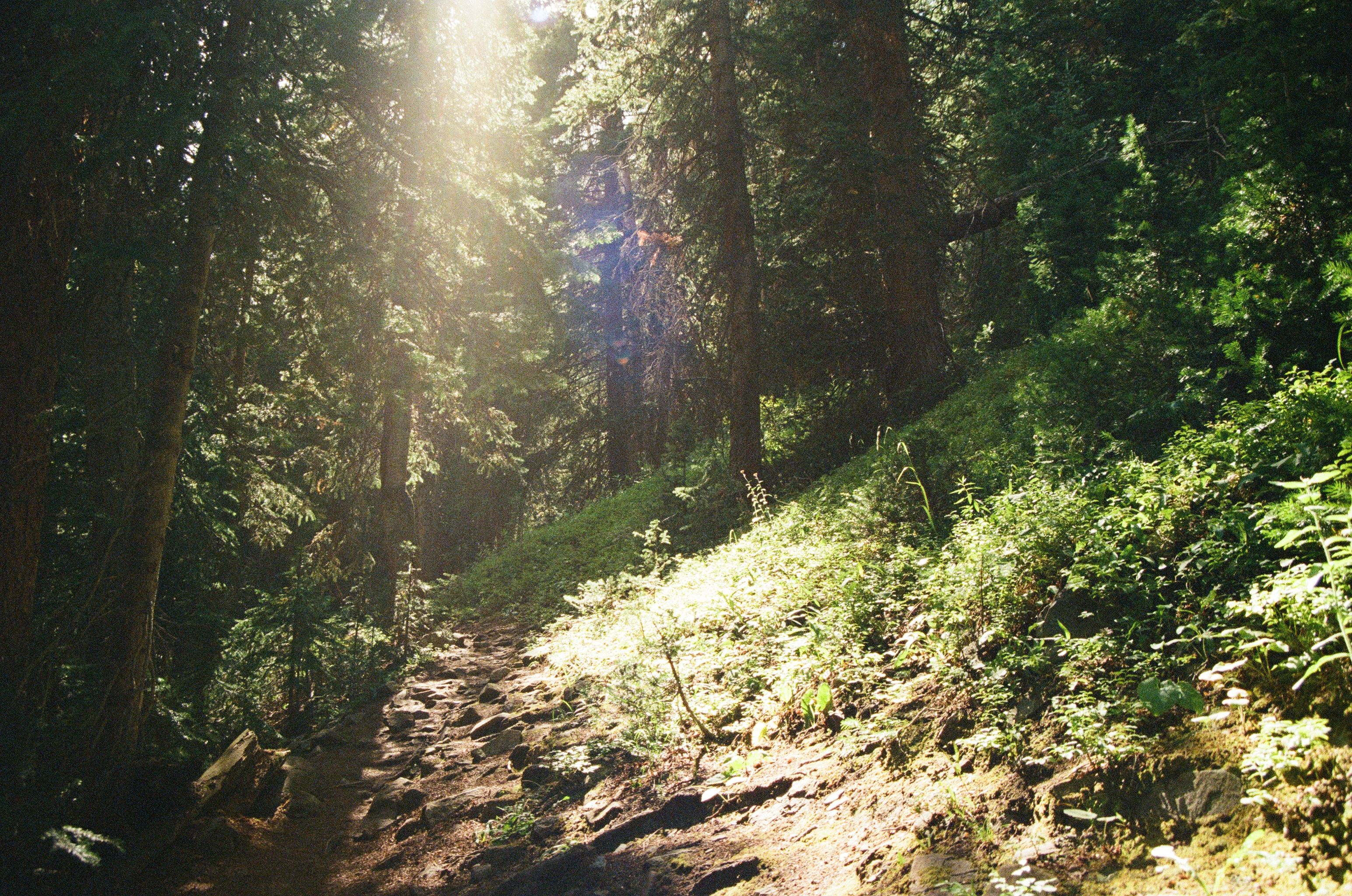 Sunlit Forest Pathway in a Lush Green Forest · Free Stock Photo