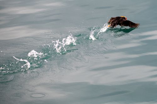 Free A puffin gracefully skims the water's surface in Alaska, creating splashes. Stock Photo
