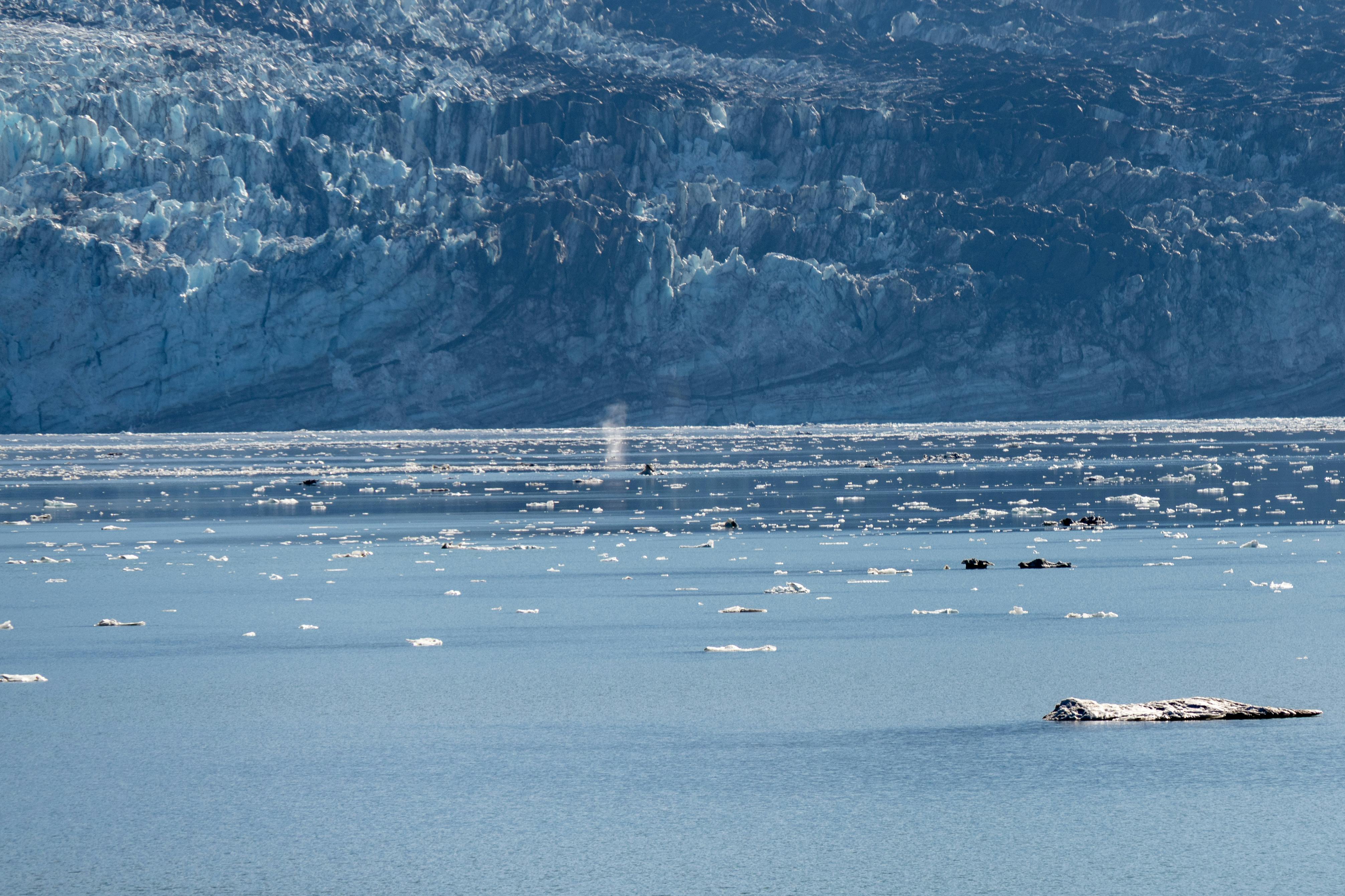 Breathtaking scene of a humpback whale near a glacier in Alaska's serene waters.