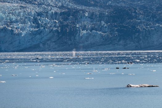 Glacier Bay kayak day — Alaska