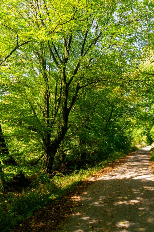 Free A peaceful path in a lush summer forest with dappled sunlight filtering through the trees. Stock Photo