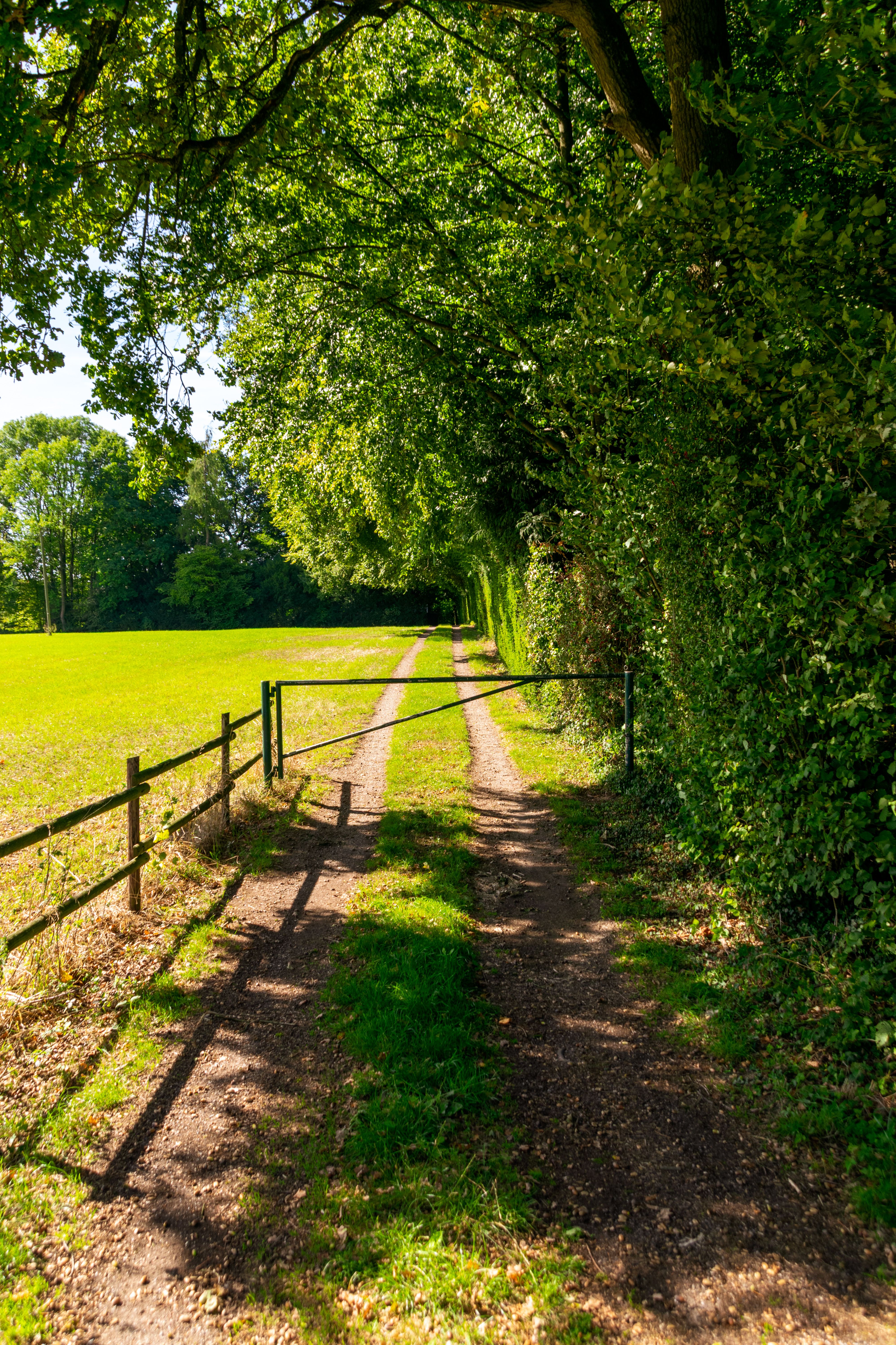 Scenic Country Pathway Lined with Trees · Free Stock Photo