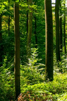 Serene forest scene with sunlight filtering through tall trees and lush green foliage.