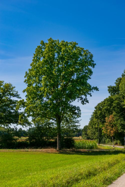 Free A tall oak tree standing alone in a lush green field under a vibrant blue sky, capturing summer serenity. Stock Photo