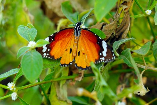 A striking monarch butterfly (Danaus plexippus) displays its vibrant orange and black wings while perched among lush green leaves.