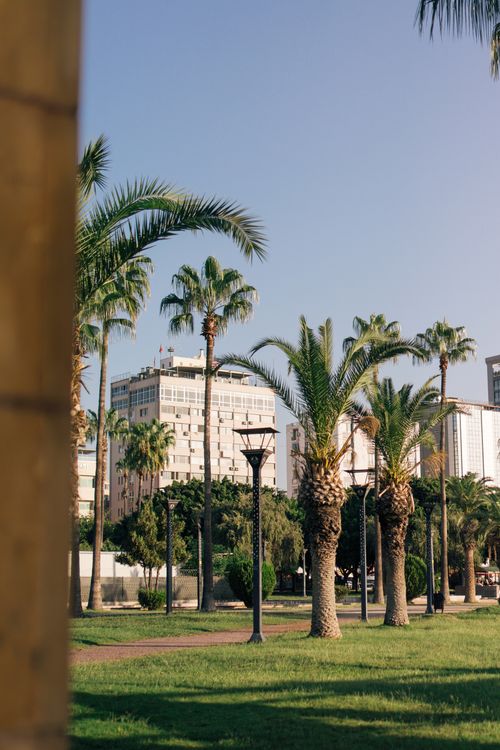 Free Lush park with palm trees and urban backdrop, capturing Mersin's vibrant atmosphere. Stock Photo