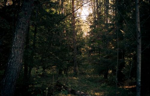 Free Peaceful forest view with sunlight streaming through trees. Perfect for nature themes. Stock Photo