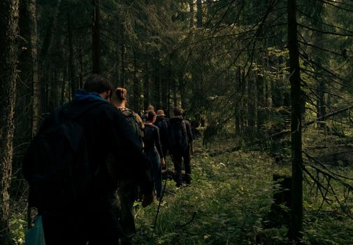 A group of hikers exploring a dense, tranquil forest path surrounded by towering trees.