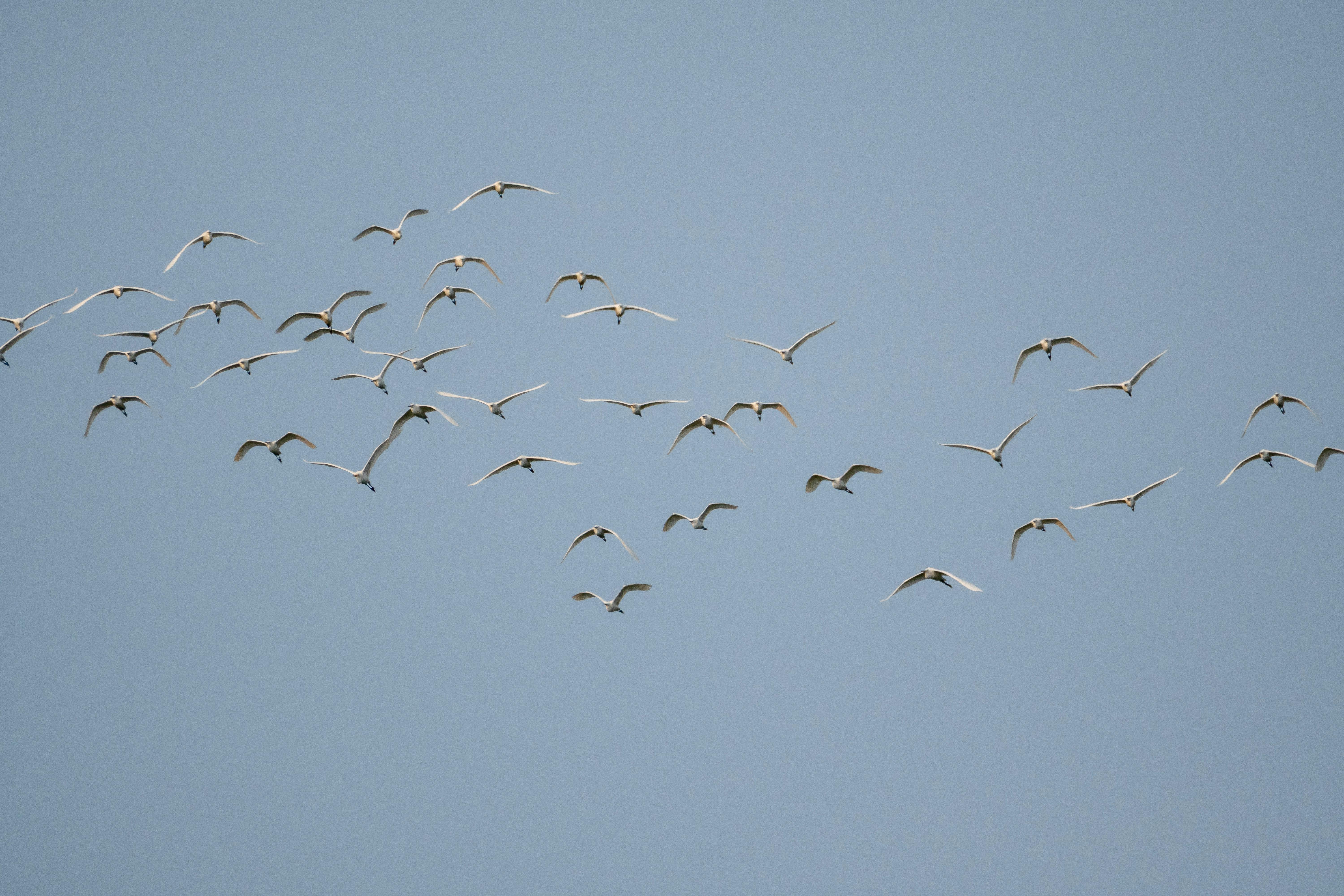 Comprehensive Guide to Migration: Navigating the Path of Change