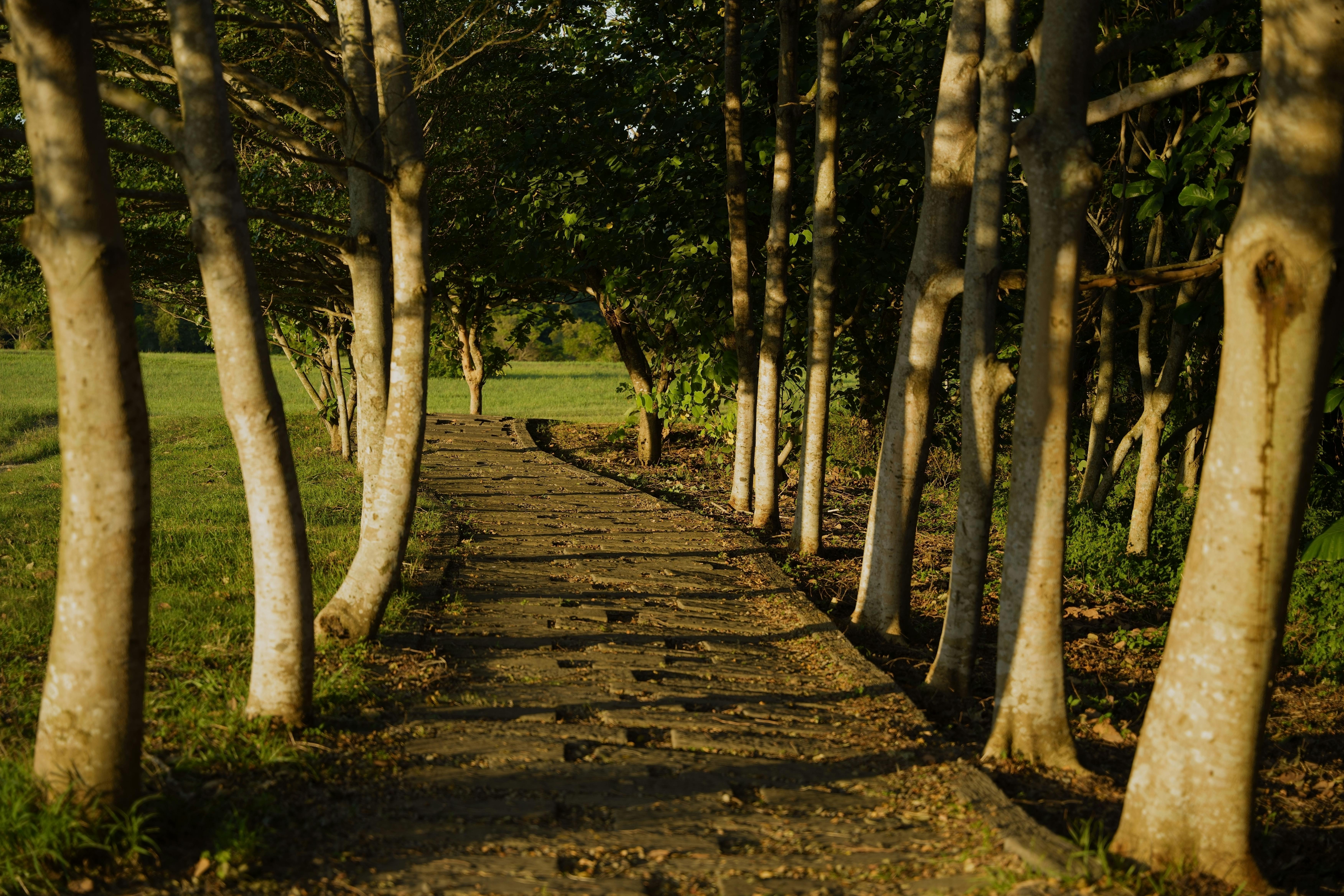Discover a tranquil forest pathway bathed in dappled sunlight in Hsinchu City, Taiwan