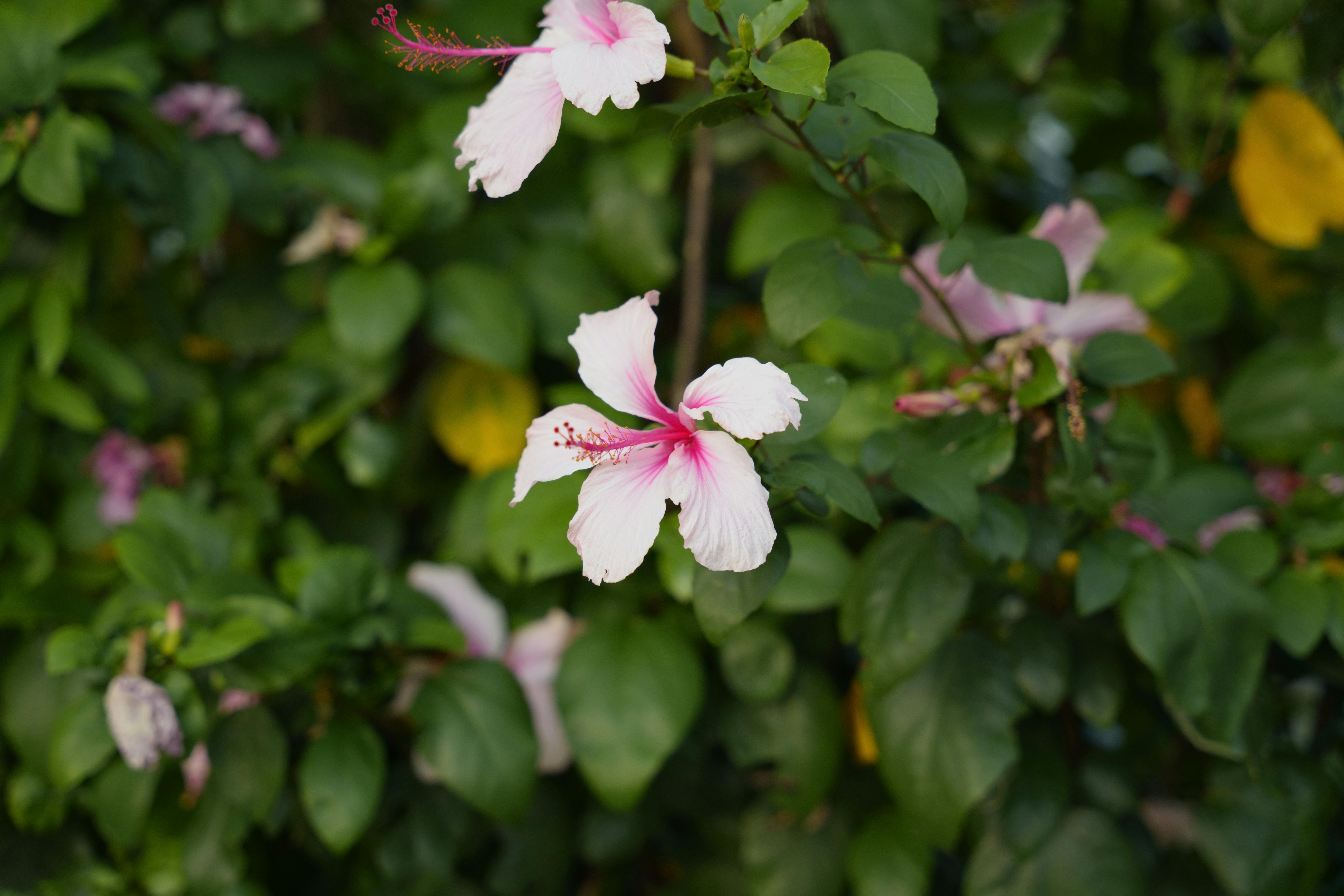 Close-up of a vibrant pink hibiscus flower amidst lush green leaves in a Taiwanese garden.