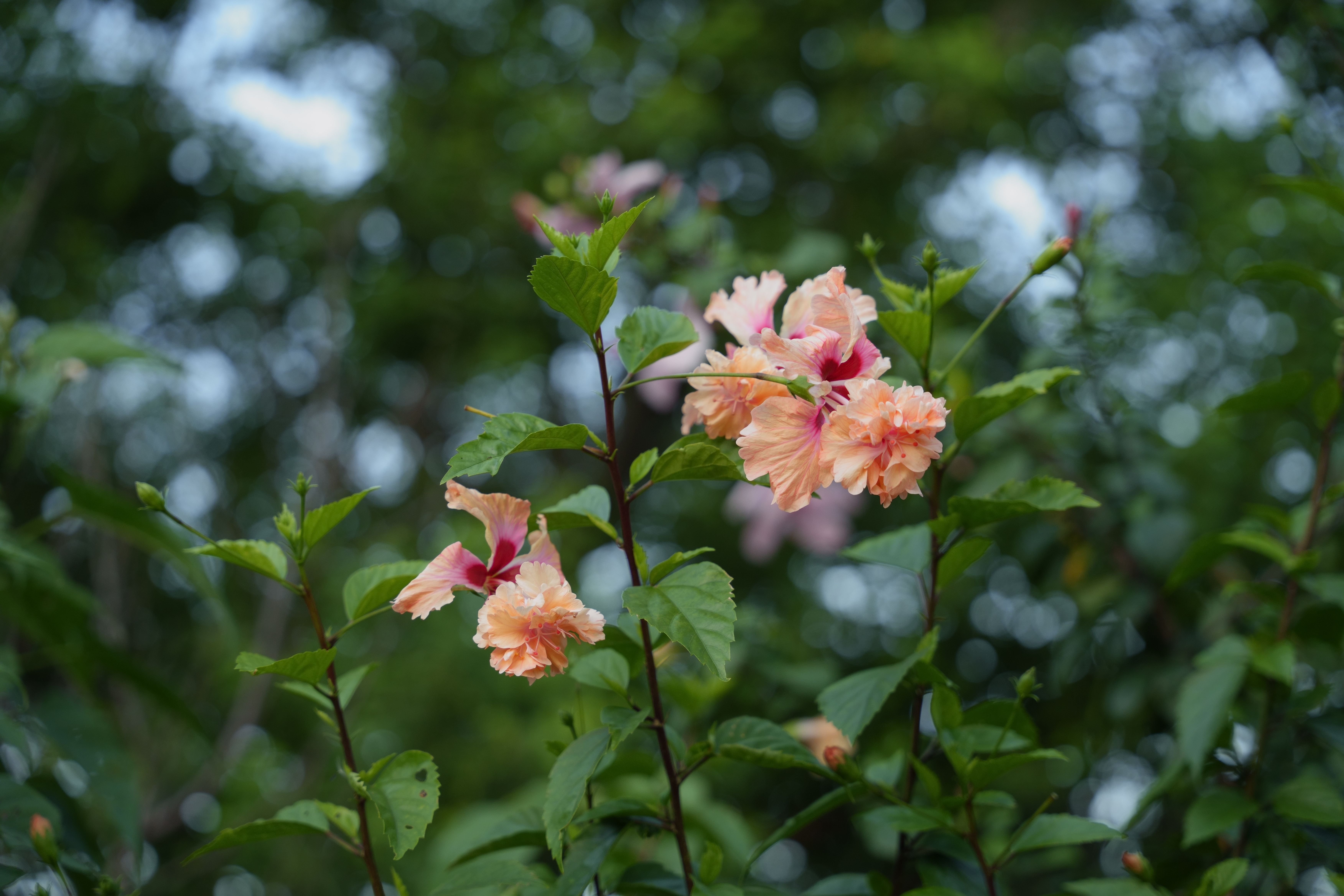 [ColoSach]-vibrant-peach-hibiscus-flowers-blooming-in-a-lush-garden-setting-in-hsinchu,-taiwan.