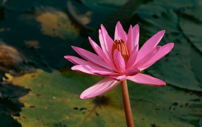 Kerala+Aunty Photos, Download The BEST Free Kerala+Aunty Stock Photos