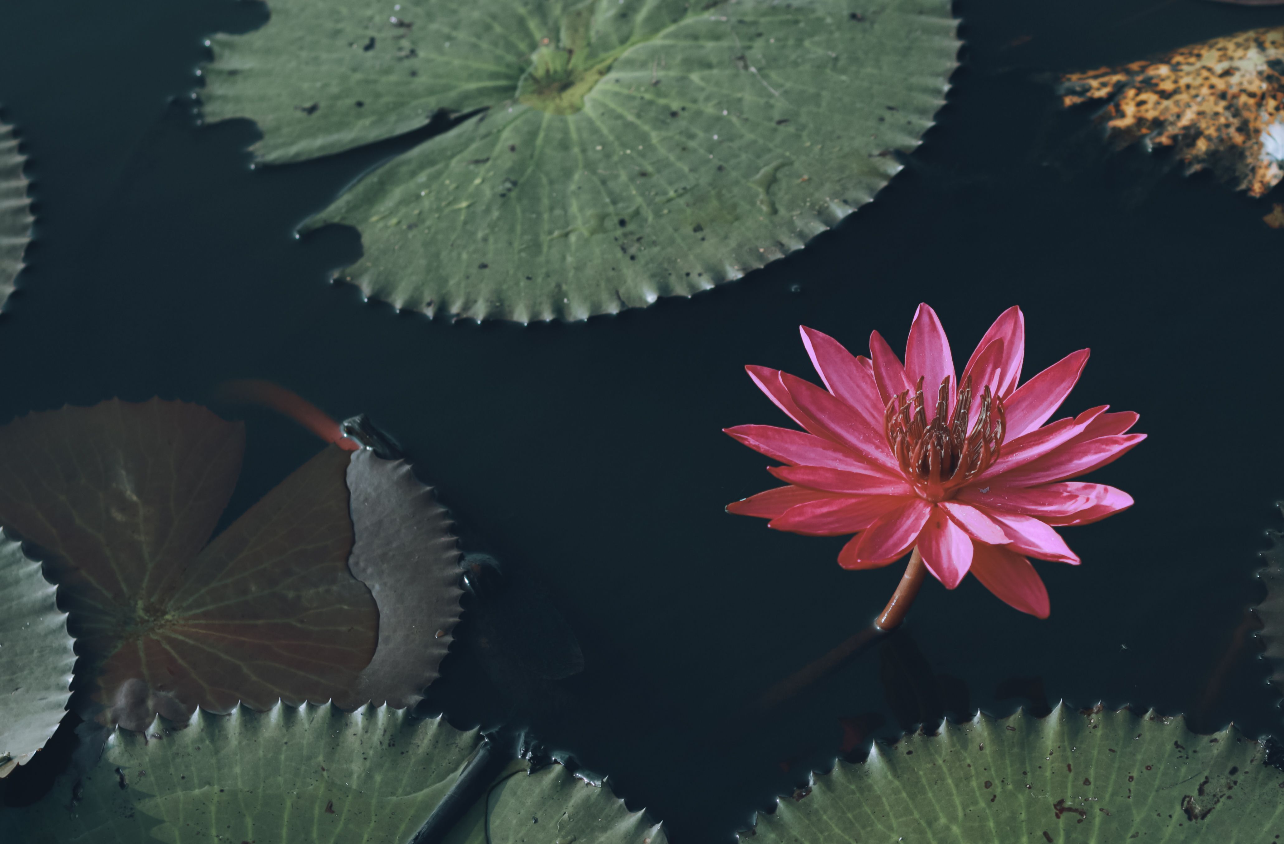 A stunning pink lotus flower blooming in a tranquil pond in Kerala, India.